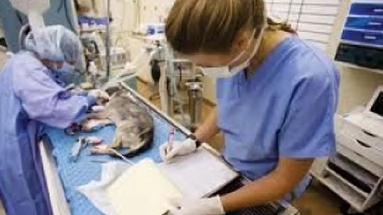 Campanie gratuită de sterilizare a animalelor în Galați: 200 de patrupede au fost operate în trei zile