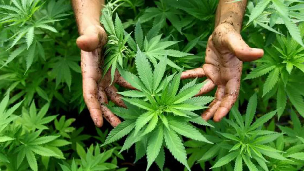 Două persoane au fost reţinute după ce au vândut 1,5 kilograme de canabis