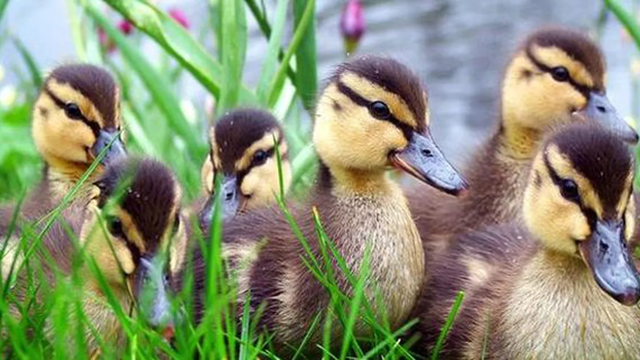 Autoritățile ruse au eutanasiat și ars 50 de boboci de rață din Ucraina