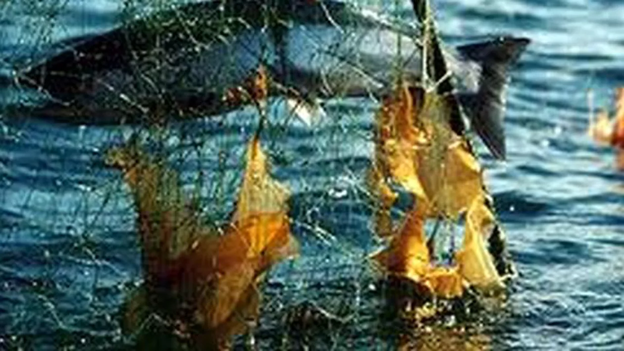 Deschiderea sezonului de pescuit cu năvoadele, amânată: Scopul este protejarea resursei piscicole