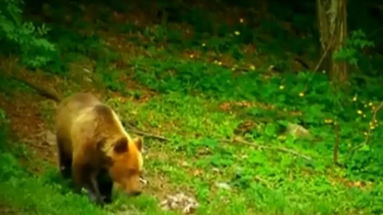 România, din nou vedetă în «Wild Carpathia»: Vor fi prezentați Carpații pe timp de iarnă, tradițiile din mediul rural, dar şi dezastrul rămas în urma defrişărilor abuzive (VIDEO)