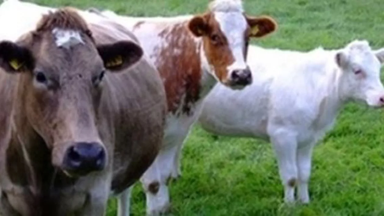 Botoșani: Boala limbii albastre, confirmată la 18 bovine din trei localităţi