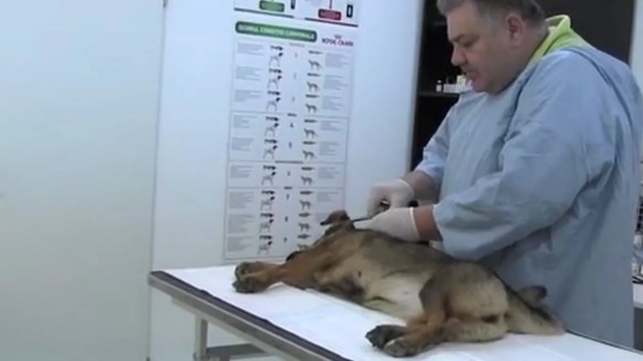 Dej: Un câine a fost legat cu lanțul și abandonat pentru că stăpânul și-a luat un alt patruped (VIDEO)