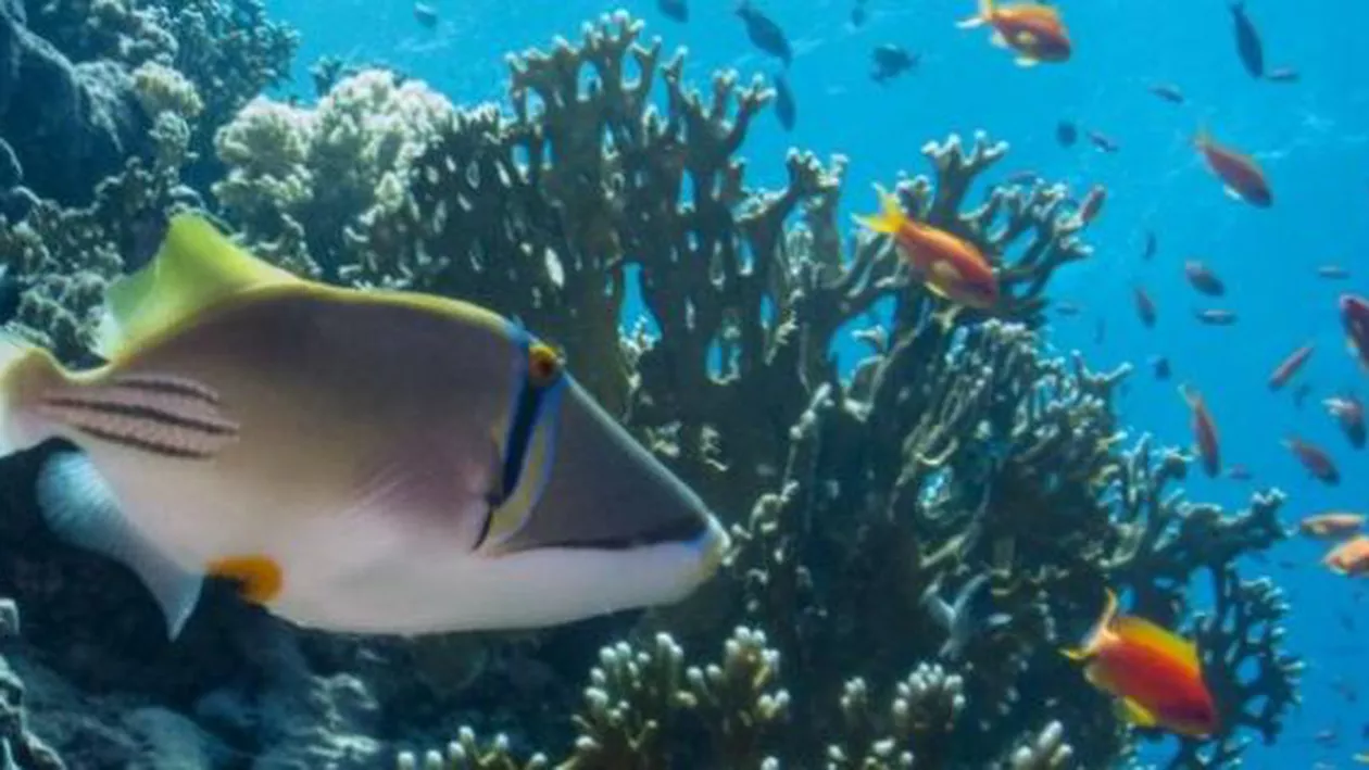 Noua Zeelandă va crea un sanctuar marin de dimensiunea Franței, în arhipelagul Kermadec