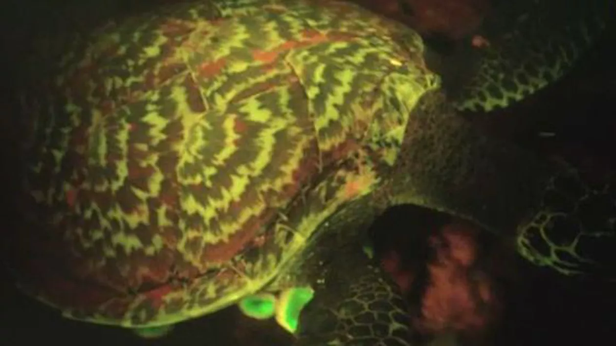O specie de broască biofluorescentă, descoperită în premieră de biologi (VIDEO)