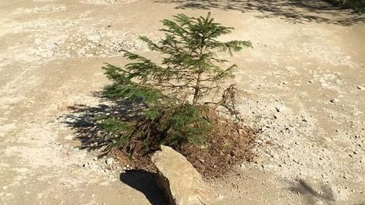Protest inedit la Cluj: Nemulțumiți de șoseaua proastă, localnicii dintr-o comună au plantat brazi pe drumul județean (FOTO)