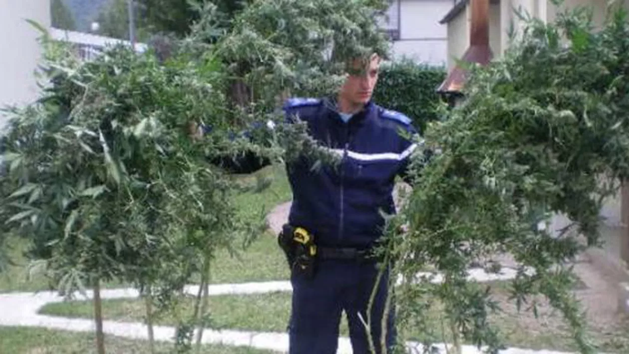 Timiș: Peste 4 kg de cannabis, ridicate în urma unor percheziții la persoane bănuite de operațiuni ilegale cu droguri