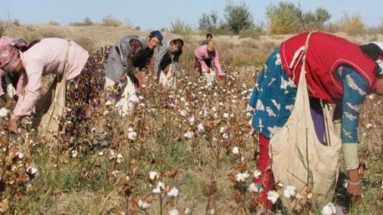 Locuitorii din Uzbekistan au lipit bumbacul cules înapoi pe tulpini, pentru o vizită a premierului