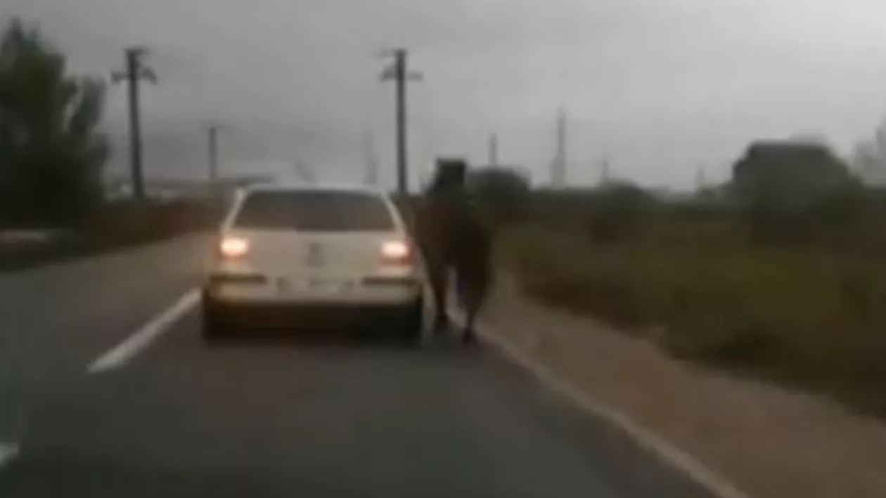 Gest revoltător al unui șofer: Bărbatul şi-a legat calul de maşină şi l-a obligat să alerge cu aceeaşi viteză cu cea cu care el conduce autovehiculul (VIDEO)