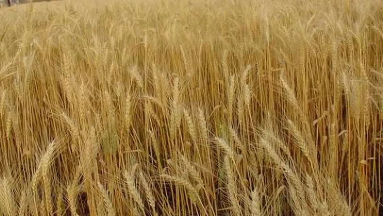 Iranul va exporta 400.000 de tone de grâu datorită producției care a depășit cererea internă