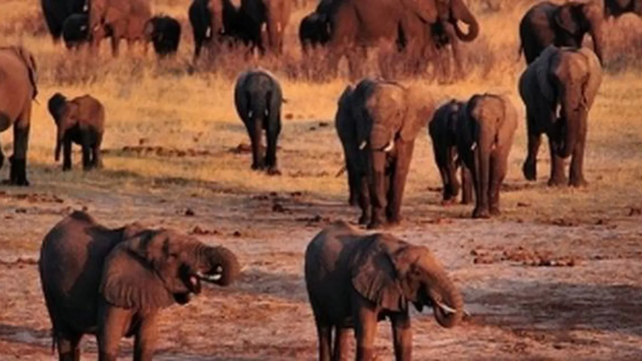 22 de elefanți au murit otrăviți într-un parc național din Zimbabwe