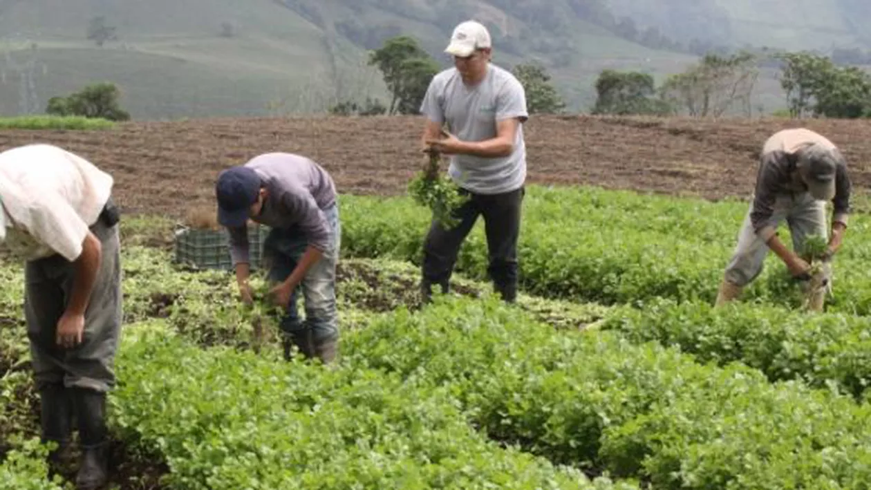 România, lider în Uniunea Europeană în ceea ce privește populația ocupată în agricultură