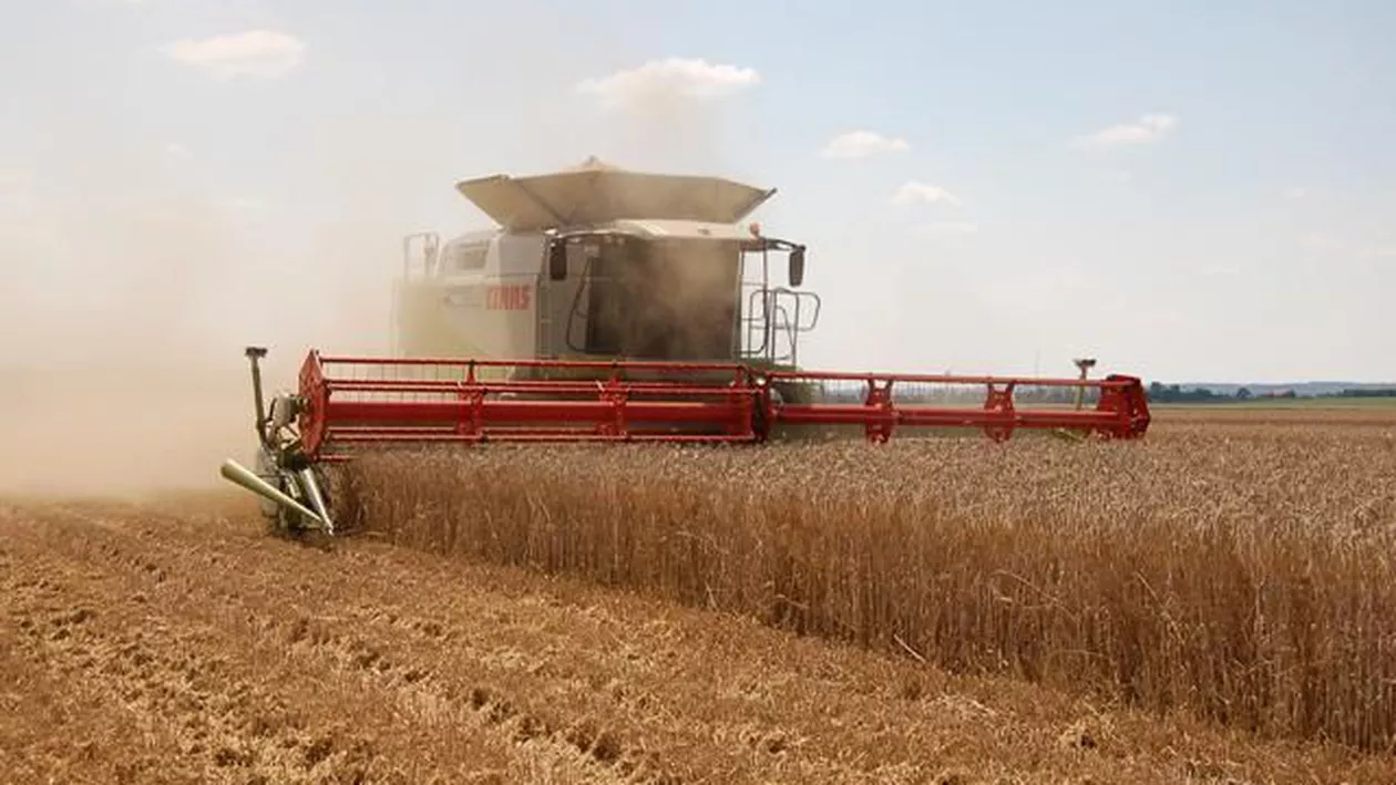 Prognoză agrometeo: Starea de vegetație a culturilor agricole va fi, în general, bună