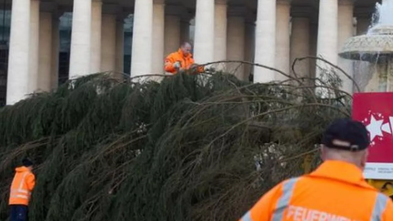 Bradul pentru Sărbătorile de Crăciun din Piața San Pietro din Roma a fost înălțat