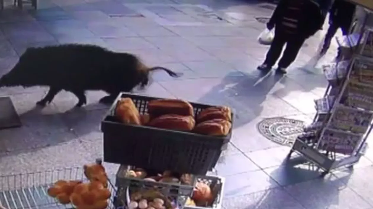 Turcia: Un porc mistreț a luat cu asalt străzile din Istanbul, după ce a ieșit din apa Bosforului (VIDEO)