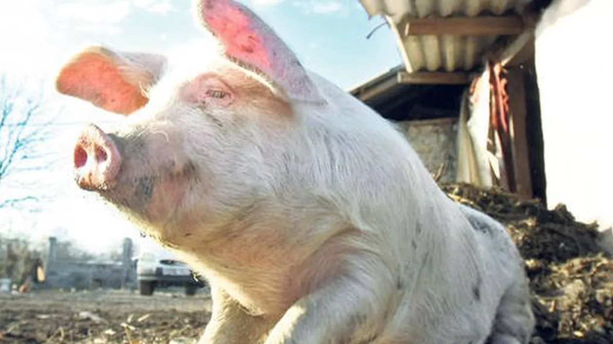 În piețele din țară au apărut animalele de import: Micii fermieri români spun că afacerea cu porci vânduţi în viu înainte de sărbători merge din ce în ce mai greu