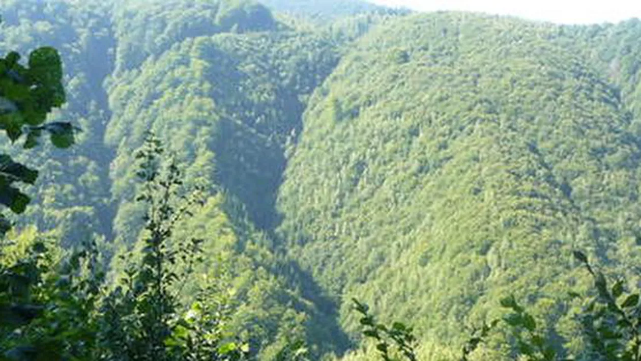 Greenpeace: Pădurile din România sunt în pericol. 8.8 milioane de metri cubi de lemn dispar anual