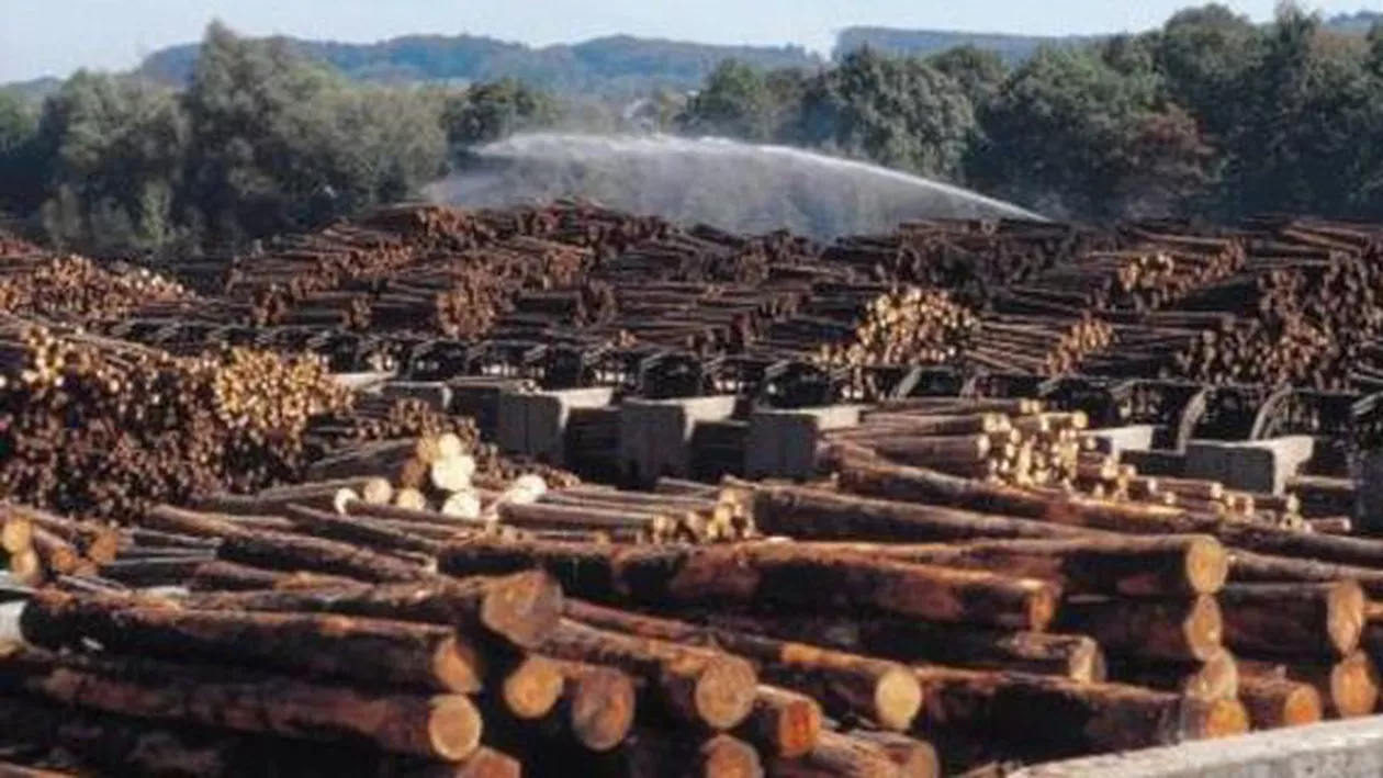 Noi imagini cu lemnul tăiat ilegal de Holzindustrie Schweighofer: Transporturi de bușteni, depistate în localitățile Cristian și Săliște din Sibiu (VIDEO)