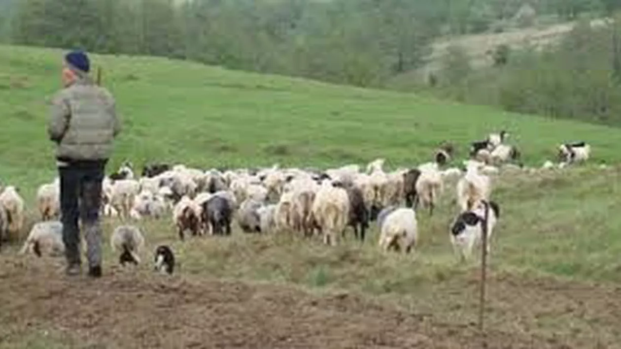 Lege: Ciobanii pot avea la stână doar un câine, iar turmele de la munte pot fi păzite de cel mult trei patrupede