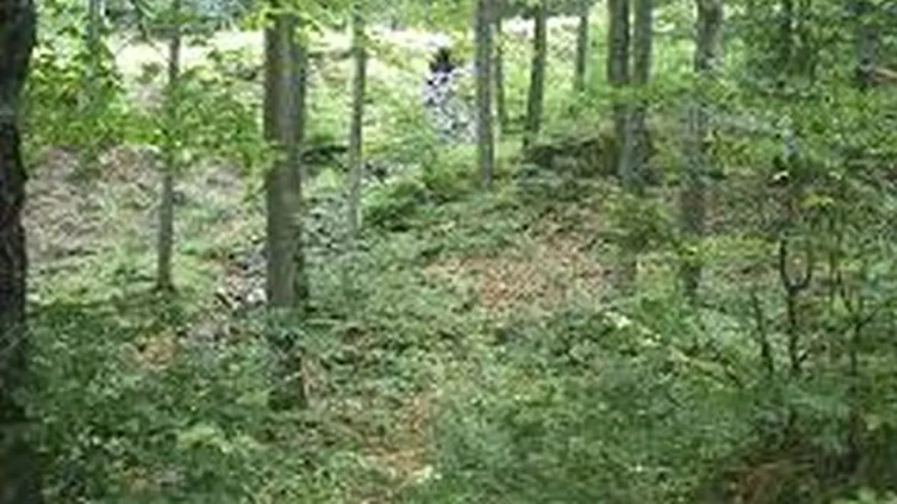 Vaslui: Militar, participant la o misiuni NATO în Afganistan, găsit spânzurat într-o pădure