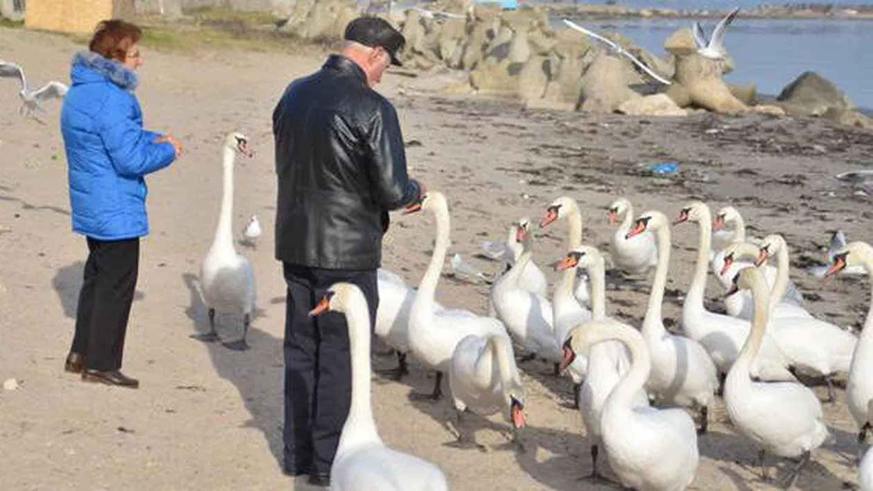 Plaja Mangalia, invadată de lebede. Localnicii le-au adoptat de la distanță, iar păsările le mănâncă din palmă (FOTO)