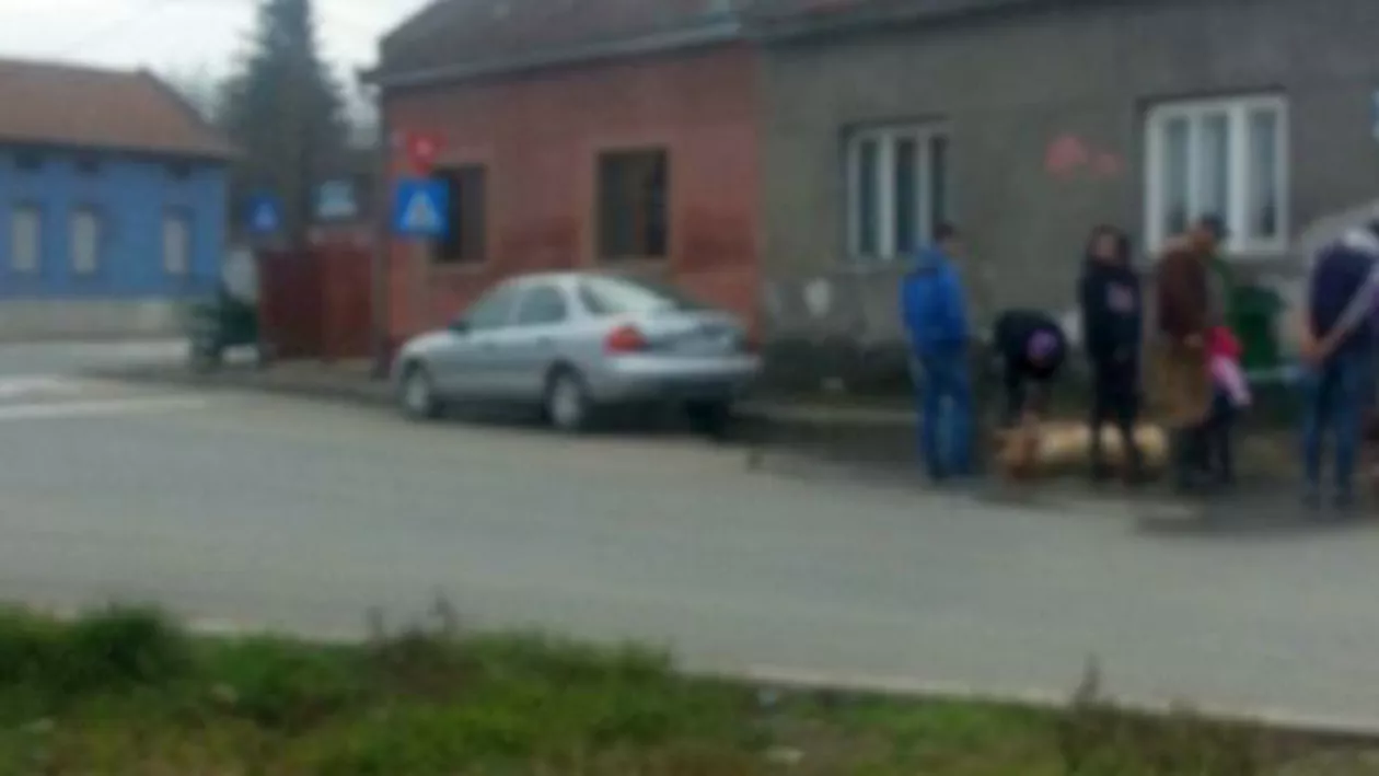 Au pârlit porcul pe trotuar! Trecătorii au asistat la scene uimitoare pe un drum din Lugoj (FOTO)