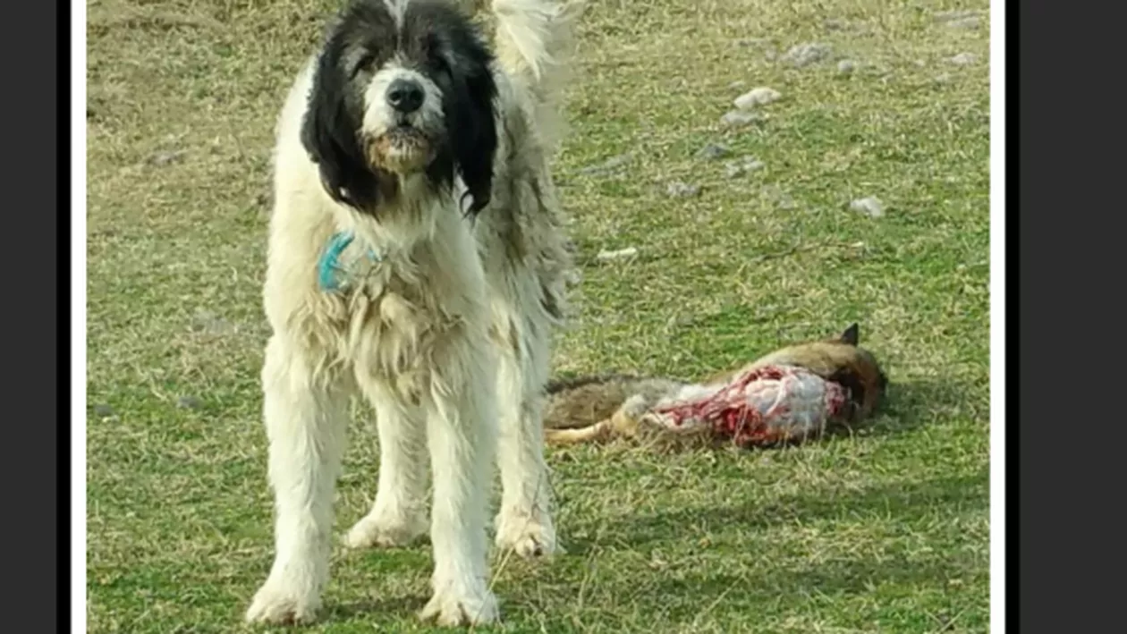 ”Câinii de la stână, pericol pentru biodiversitate!” Imagini şocante cu câini hăituind căprioare şi o nouă perspectivă asupra legii care a scos ciobanii în stradă (VIDEO)