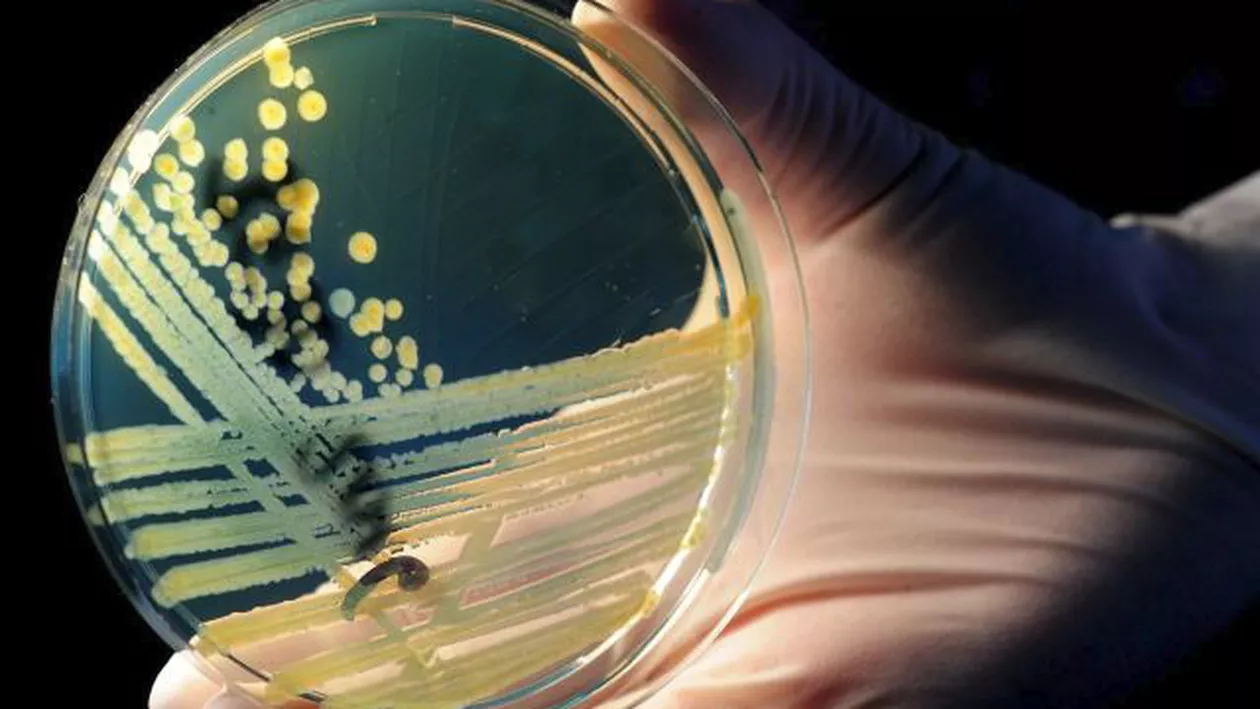 Mare pericol pentru oameni: A fost descoperită bacteria rezistentă la antibiotice (VIDEO)