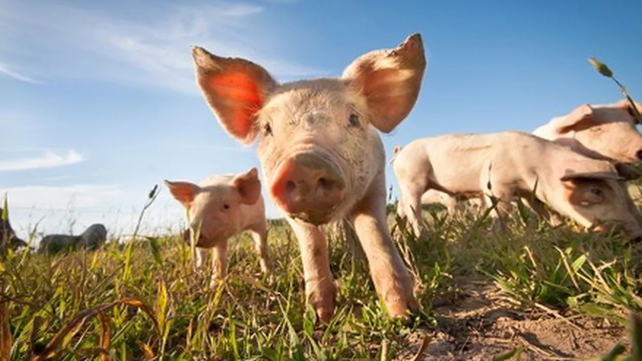 Descoperire macabră în Marea Britanie: Au fost găsite capete de porci la intrarea într-o școală islamică