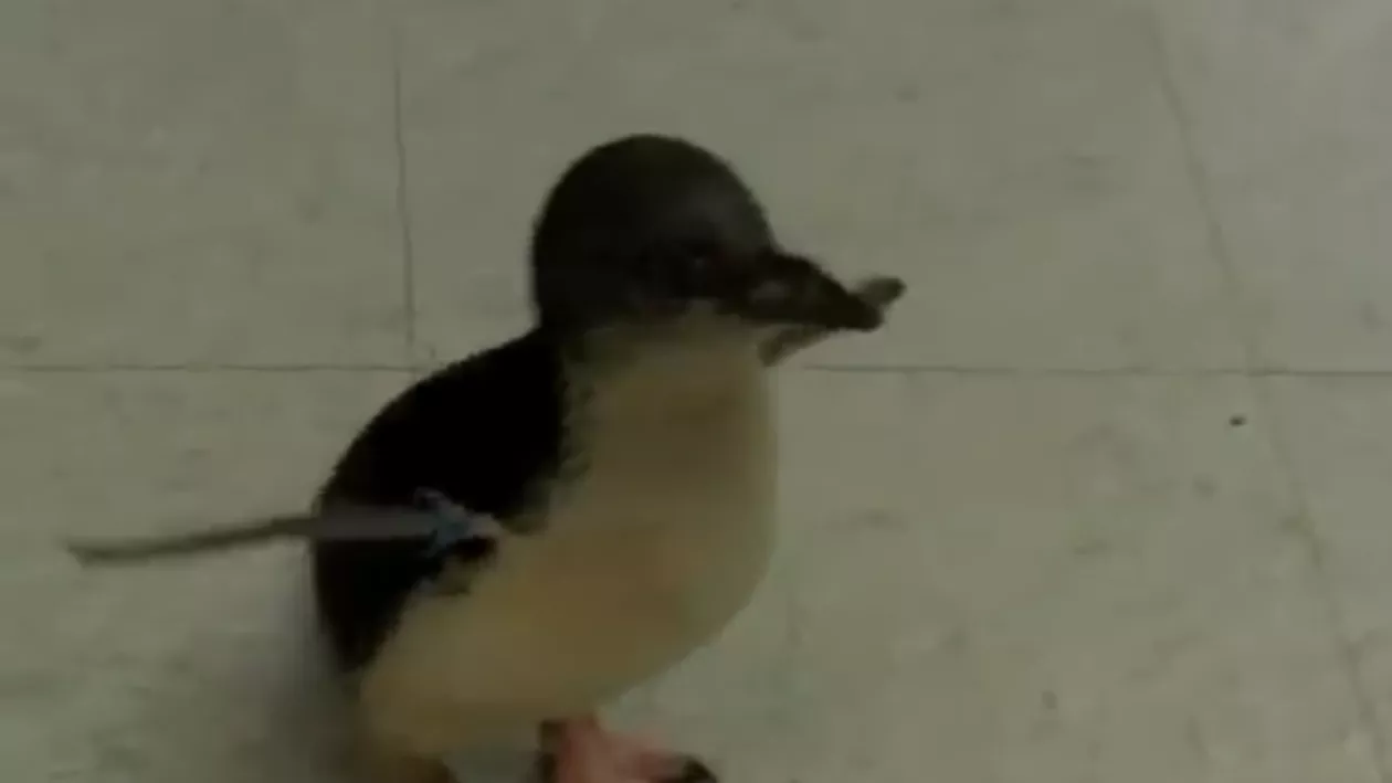 SUA: Un clip cu un pinguin al Grădinii zoologice din Cincinnati a devenit viral în rândul internauților (VIDEO)