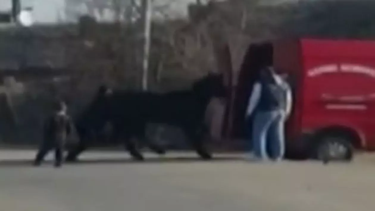 Medgidia: Un cal a fost bătut cu bestialitate înainte de a fi băgat într-o dubă (VIDEO)