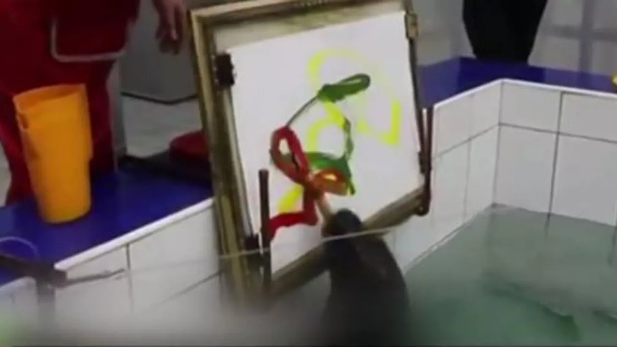 Focă artistă, într-un parc acvatic din Siberia (VIDEO)