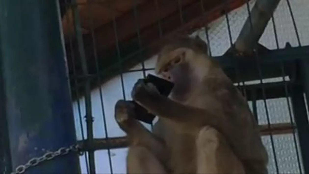 O maimuță de la ZOO Brașov, hoț de telefoane (VIDEO)