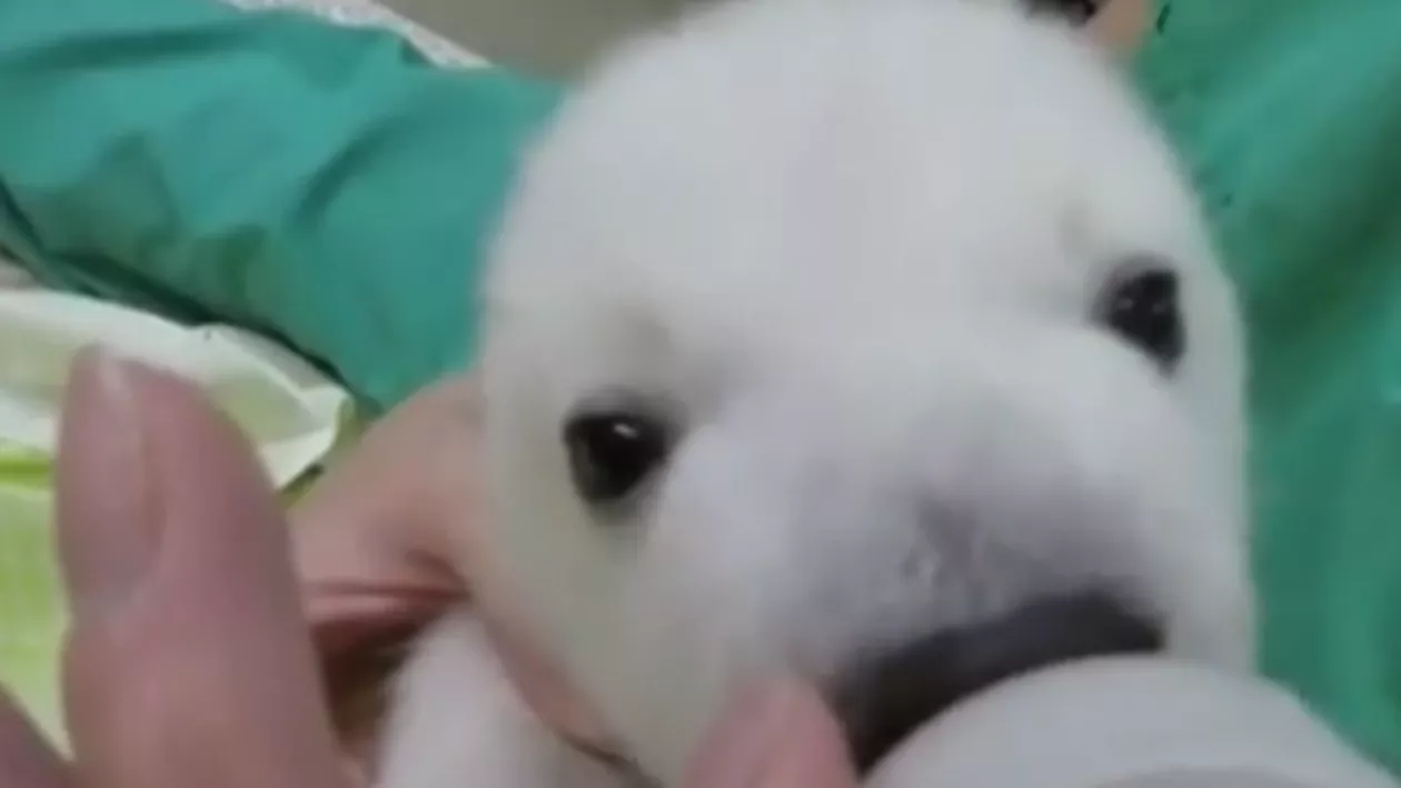 SUA: Pui de urs polar, mascota unei grădini zoologice din Ohio (VIDEO)