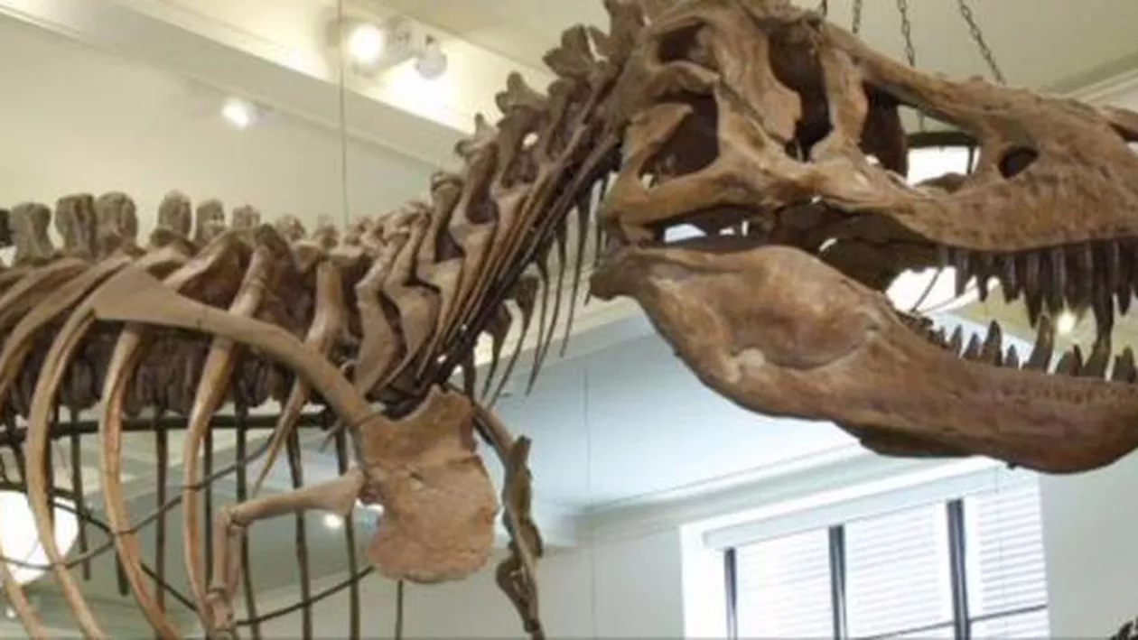 New York: Cel mai mare dinozaur descoperit vreodată, expus la Muzeul American de Istorie Naturală (FOTO)
