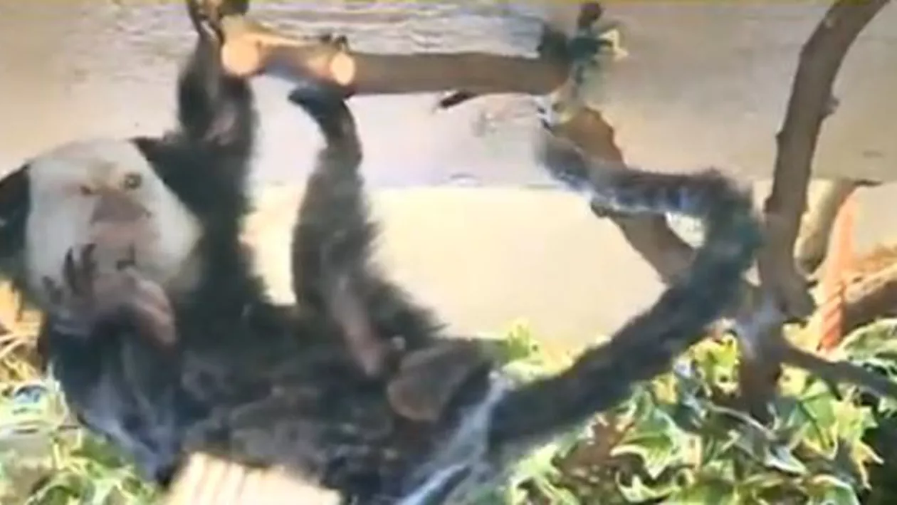 Iarna nu-i ca vara nici la ZOO: Unele animale suportă cu greu gerul, iar îngrijitorii pregătesc adăposturi călduroase în care vor fi peste 20 de grade (VIDEO)