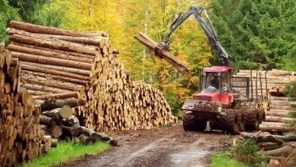 Noi date în scandalul tăierilor ilegale de păduri: Austriecii de la Holzindustrie Schweighofer cumpără doar 15% din lemnul procesat de la Romsilva. Restul este achiziționat de la 1.000 de firme "fără nume"