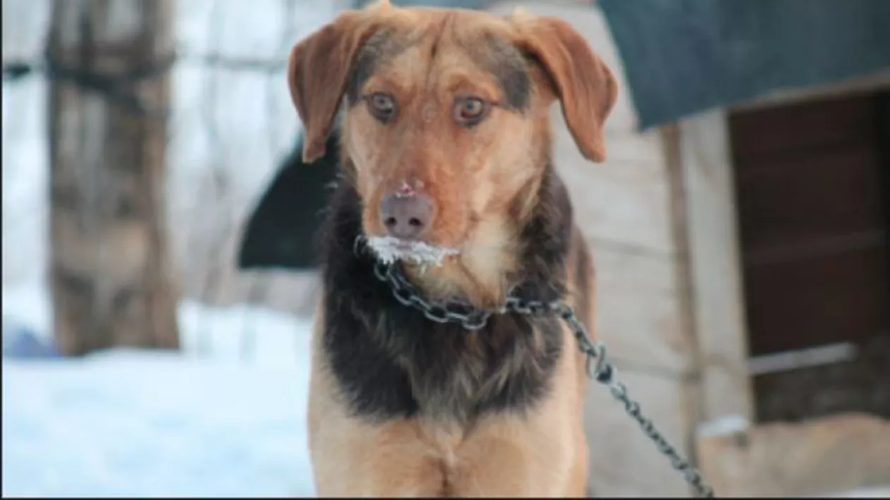 Ungaria: Amenzi usturătoare pentru cei care își țin câinii în lanţ