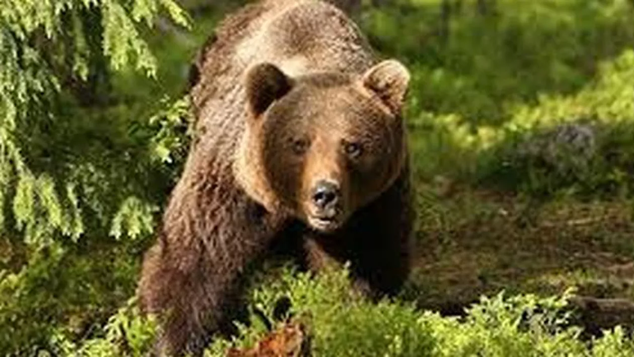 Studiu: Animalele cu creierul mai mare sunt mai deștepte față de cele cu creierul mai mic (VIDEO)