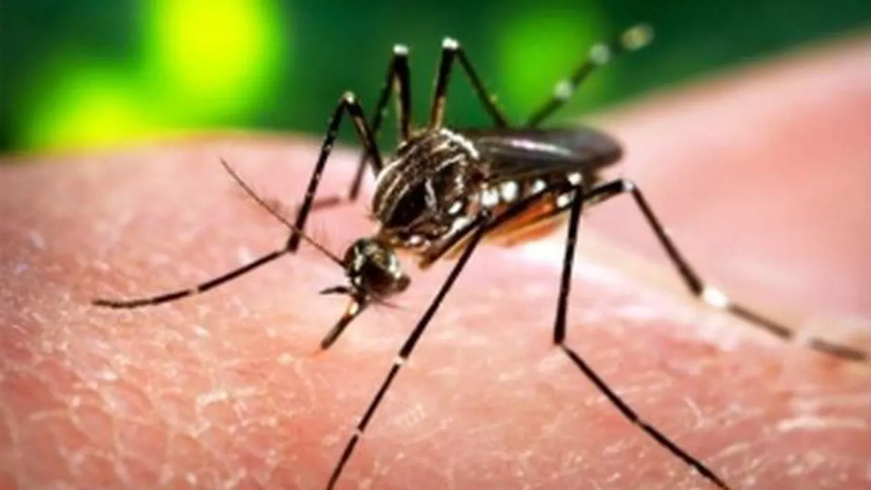 Virusul Zika, tot mai aproape de România: Șase țări europene au raportat cazuri de infecții