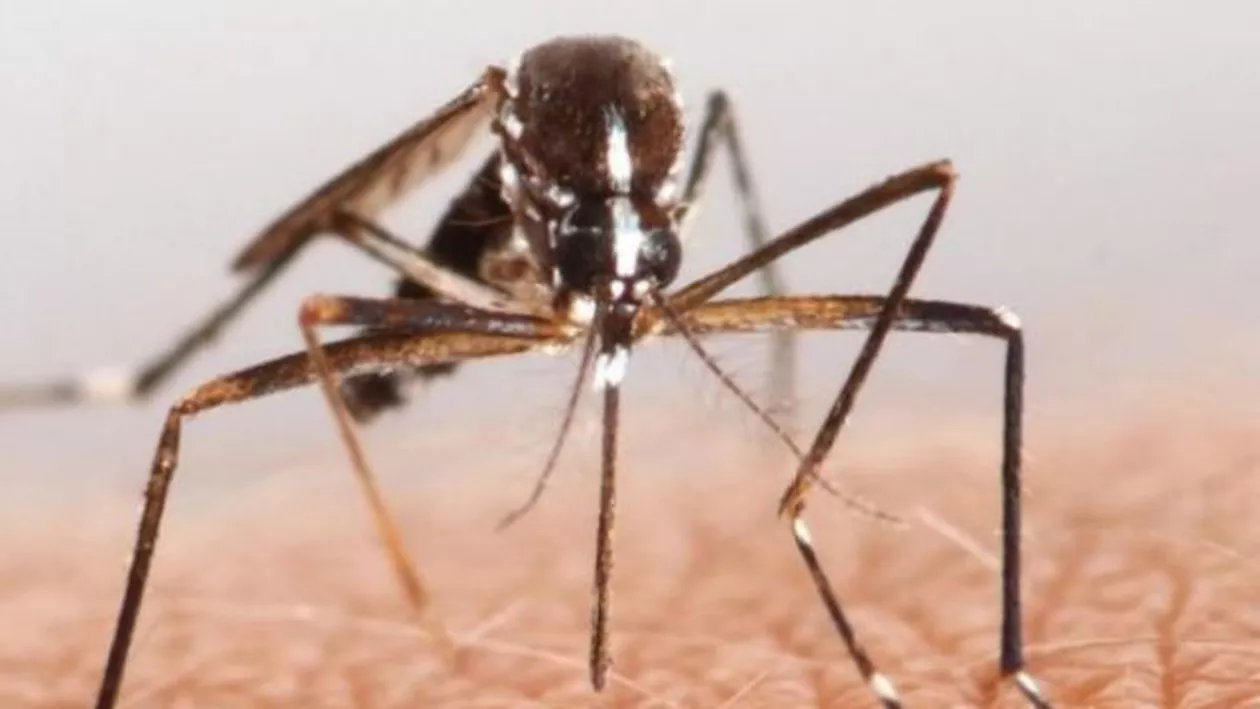 Avertizare MAE: 28 de țări cu transmitere locală a virusului Zika