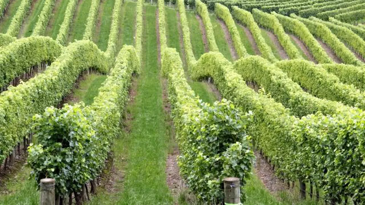 Suprafața de viță-de-vie bio, triplă în patru ani: 60 de podgorii împart 9.500 de hectare "verzi"