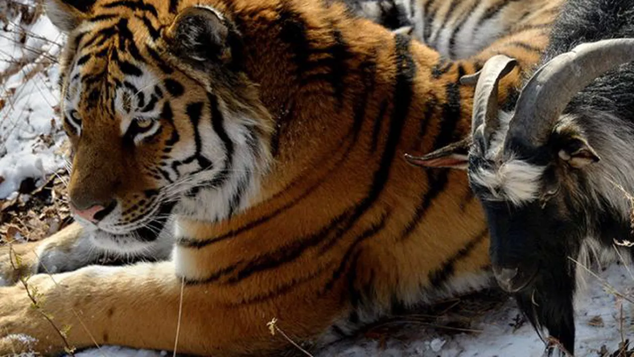 Prietenia dintre tigrul Amur și țapul Timur s-a terminat, după ce tigrul și-a atacat companionul (VIDEO)