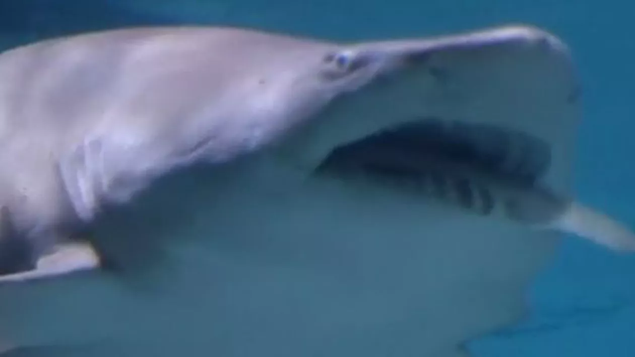 Rechin devorat de un alt rechin într-un acvariu din Seul: Agresorul a înotat timp de ore bune cu coada pradei atârnându-i din gură (VIDEO)