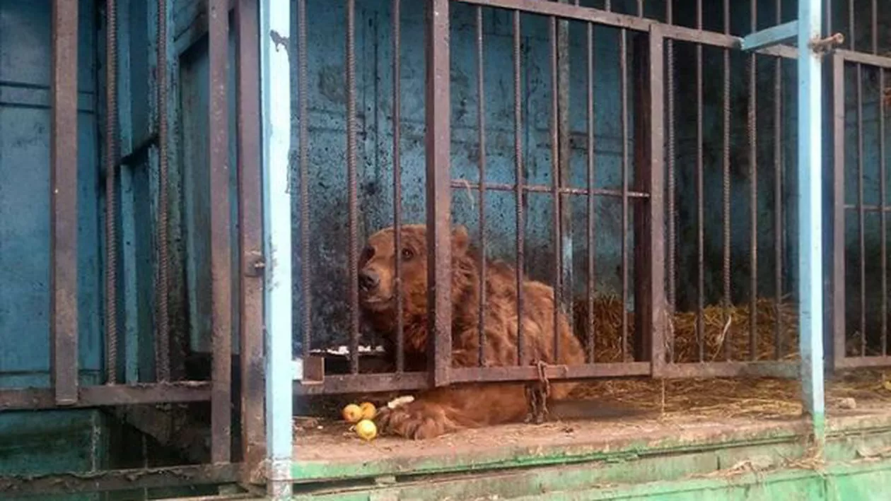 Doi urși chinuiți într-o grădină zoologică din Armenia vor ajunge în rezervația de la Zărnești