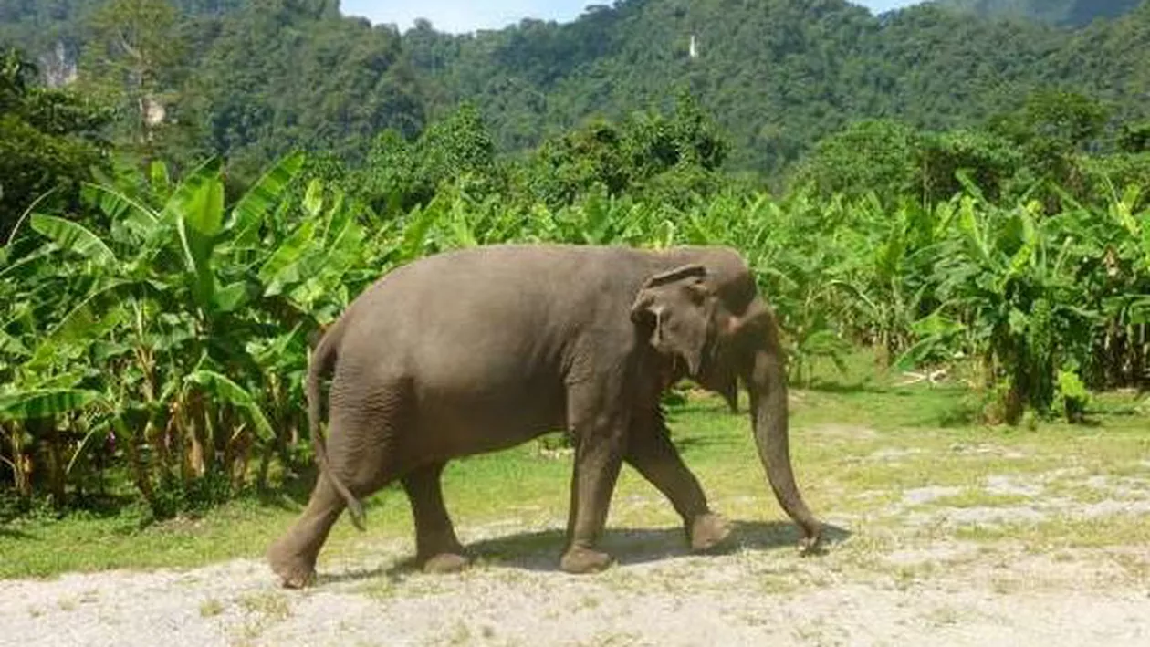 Thailanda: Un turist britanic a fost ucis de un elefant, în timp ce se afla pe o insulă cu fiica sa