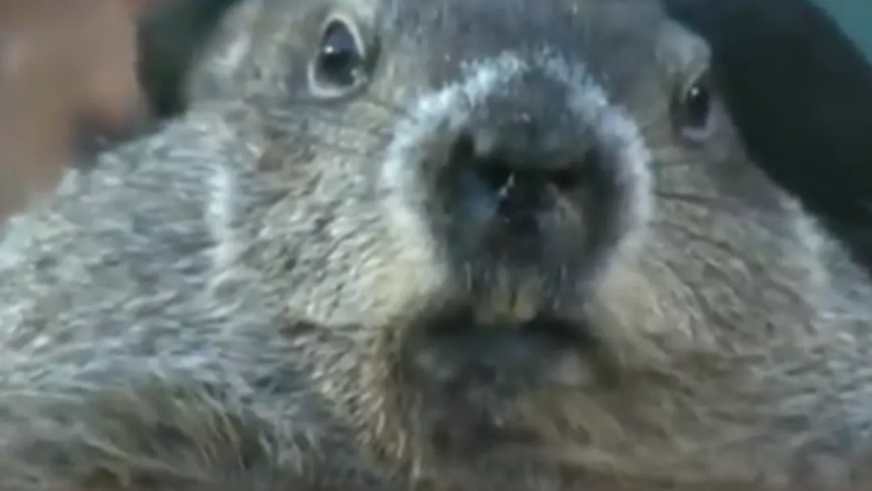 SUA: Marmota Phil a prognozat o primăvară timpurie (VIDEO)
