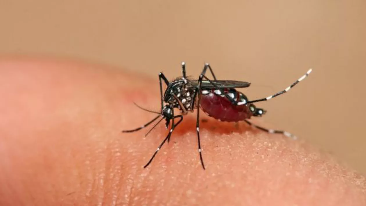Zika: Profilul unui virus emigratic