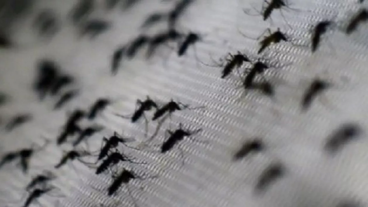 Virusul Zika: În Marea Britanie va fi pulverizat insecticid în avioanele venite din regiunile afectate