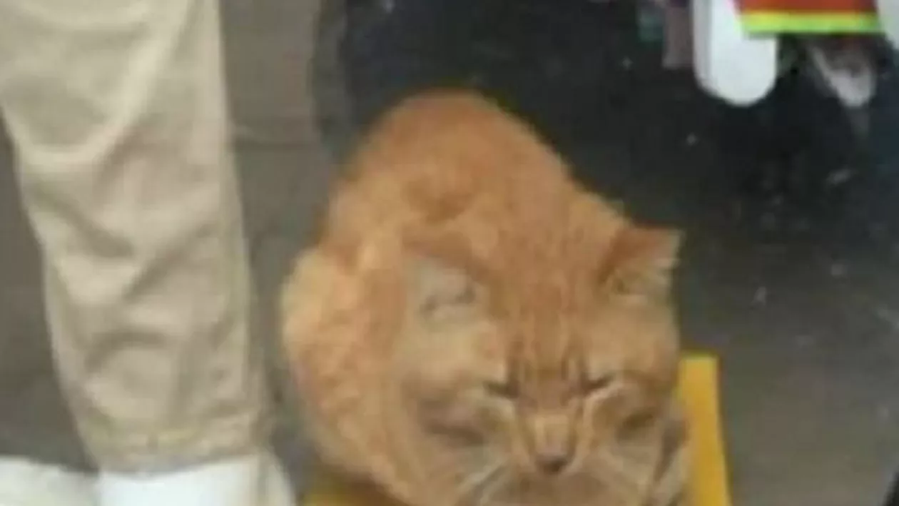 Enigma pisicii aflată "sub sechestul ANAF": Magazinul a fost desigilat, iar felina a fost predată unor responsabili pentru protecția animalelor  (VIDEO)